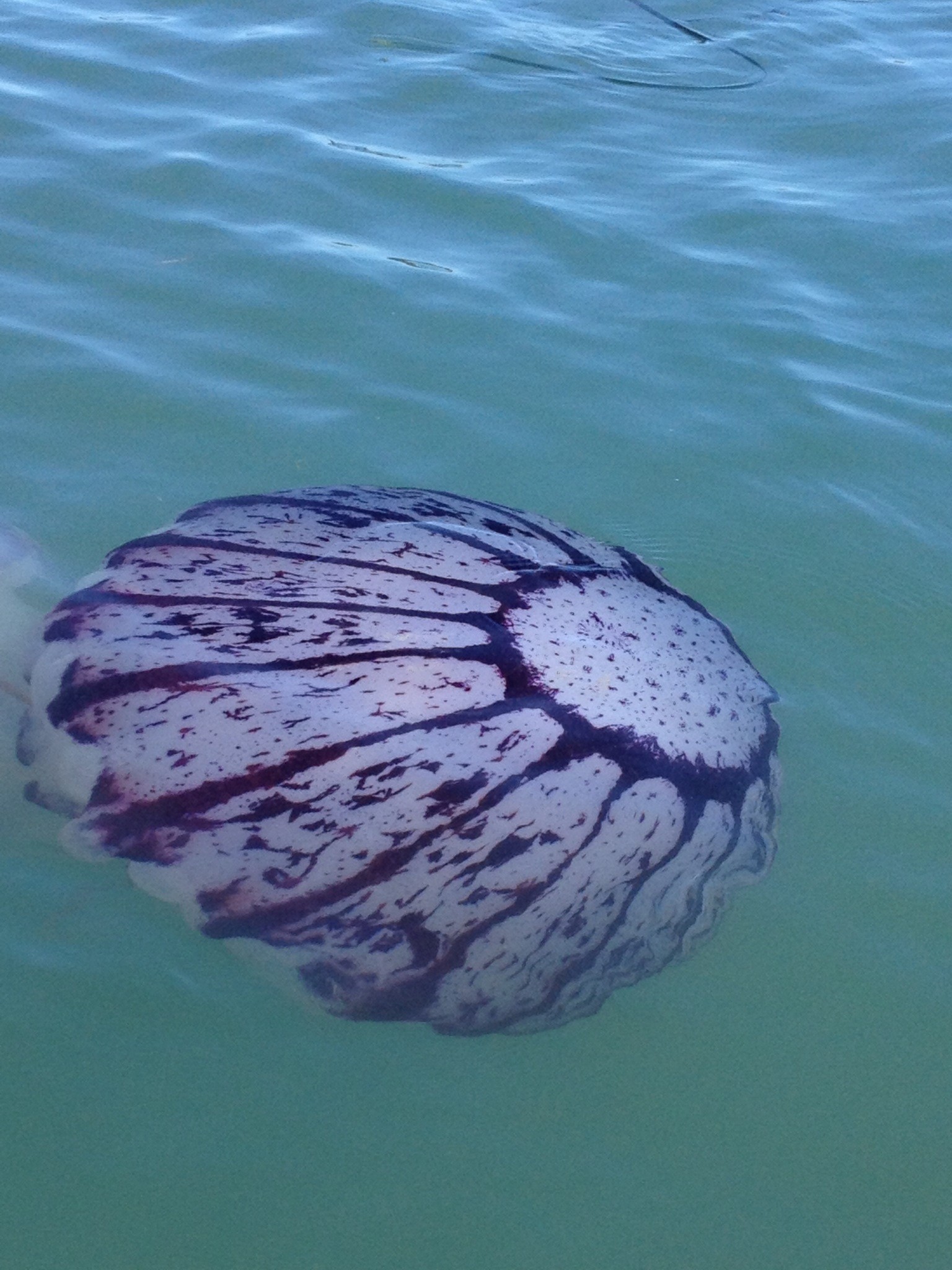 8.25.13 close up from santa cruz ca JellyWatch